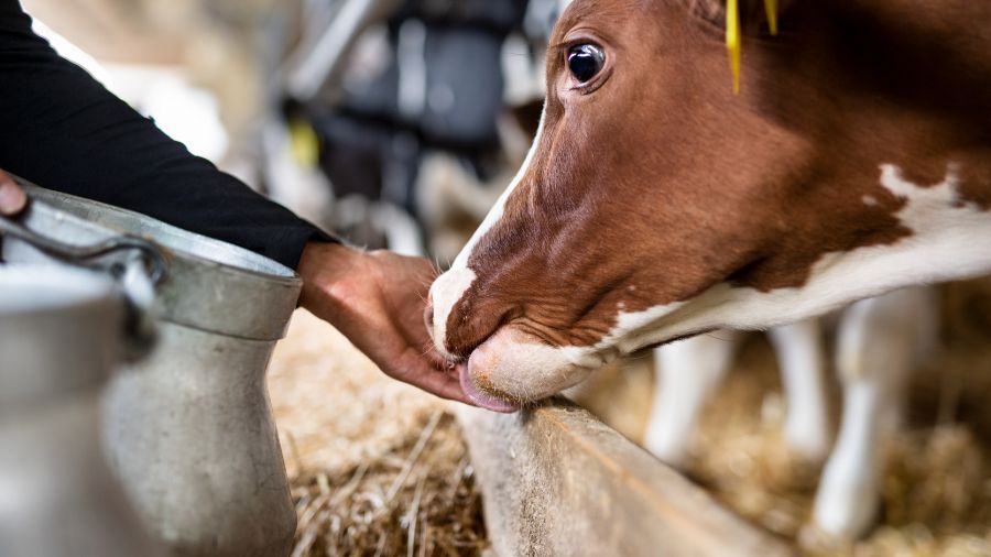 La zootecnia è la perfetta simbiosi tra uomo e animali